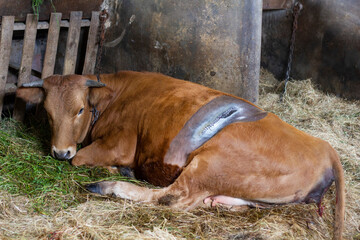 cow lying in the stable after the operation in the stomach area. you can see the operated area with a perfect seam in the incision, shaved and disinfected area for a quick and safe recovery.