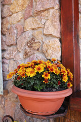 Fototapeta na wymiar Beautiful flowers in pots outdoors. Vertical orientation