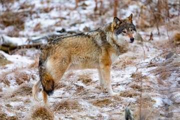 Beautiful wolf standing in the forest in early winter