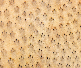 pigskin with hair as background