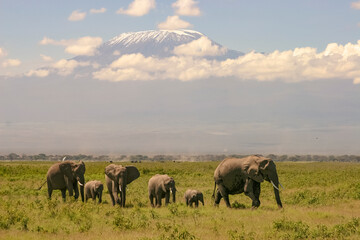 Paysage Famille Eléphants éléphanteaux Loxodonta africana devant le Kilimandjaro au Kenya