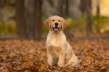 happy smiling golden retriever puppy dog walking outdoor in autumn park