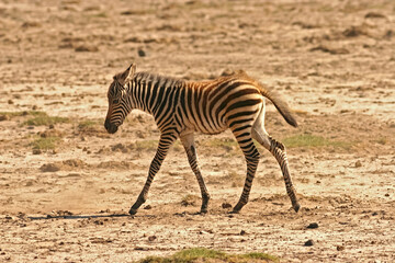 Naklejka na ściany i meble zèbre de Burchell Equus burchelli avec un jeune, bébé Afrique Kenya