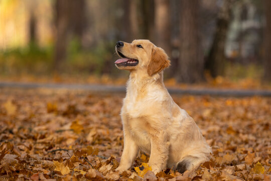 golden retriever puppy dog walking outdoor in autumn park