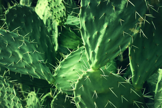 Macro photo of green cactus texture background