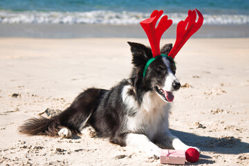 dog celebrating christmas holidays with a reindeer hat on the beach