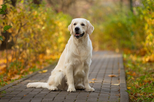 golden retriever dog walking outdoor in autumn park