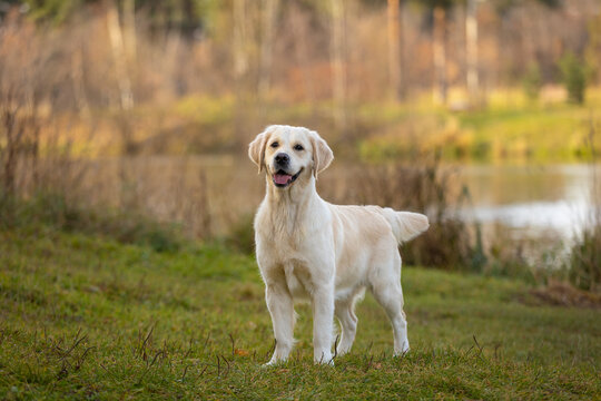 golden retriever dog walking outdoor in autumn park