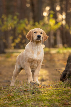 golden retriever puppy dog walking outdoor in autumn park