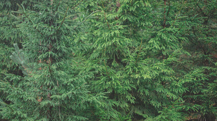spruce branches as green background, natural pattern