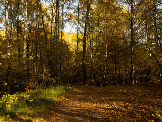Indian Summer in the forest. Yellow foliage on the trees. Yellow foliage on the trees. Autumn in the forest 