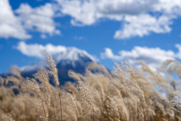 Fototapeta premium 富士山