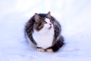 Fluffy domestic cat on fresh snow. 