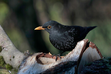 Amsel (Turdus merula) oder Schwarzdrossel am Futterplatz im Garten 