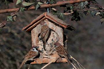 Fototapete bei efototapeten.de bestellen   