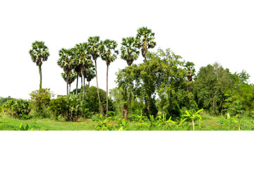 Trees, sugar palm trees line isolated on white background.