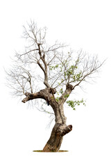 Dead tree isolated on a white background, clipping  path.