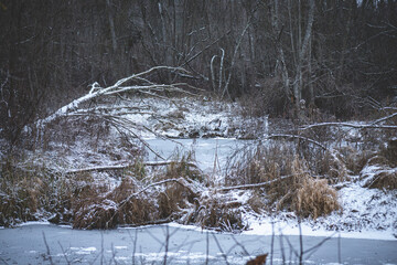 small snow and ice covered pond in winter in untouched natural Latvian forest. dry reeds and fallen trees