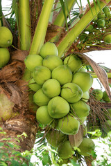 Fototapeta premium Yong green coconut with a tinge of scented taste.Thai green fragrant coconut.popular as a cooling drink, isolated on white background.