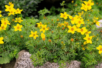 Gemeiner Fingerstrauch (Potentilla fruticosa) Bodendecker Pflanze mit gelben Blüten