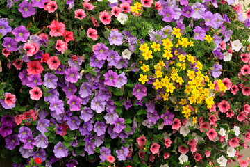 Bunte Petunien (Petunia) blühende Pflanze im Sommer