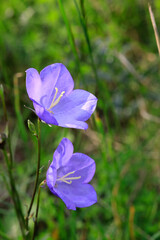 Glockenblume (Campanula) blaue Blüten, Wildpflanze
