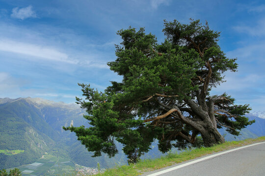 Zirbelkiefer (Pinus cembra) auch Arbe, Arve, Zirbe, Zirbel, Alpen, S&uuml;dtirol, Italien