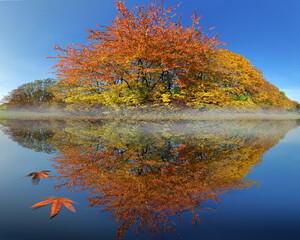 Laubbaum im Herbst am See mit Spiegelung