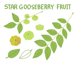 Star Gooseberry fruit color hand draw sketch