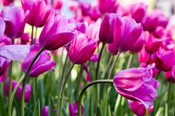 Beautiful tulip flowers blooming in a garden. Beauty tulip plant in the spring garden in rays of sunlight in nature. Blur background with bokeh image, selective focus