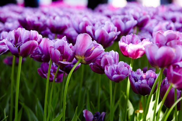 Fototapeta premium Beautiful tulip flowers blooming in a garden. Beauty tulip plant in the spring garden in rays of sunlight in nature. Blur background with bokeh image, selective focus