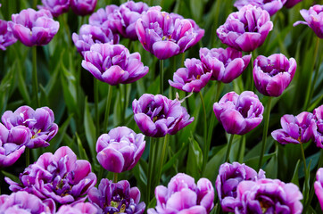 Beautiful tulip flowers blooming in a garden. Beauty tulip plant in the spring garden in rays of sunlight in nature. Blur background with bokeh image, selective focus