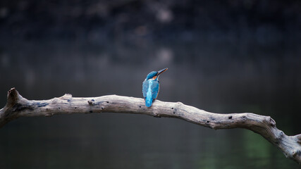 the indian king fisher sitting on the wood. india.