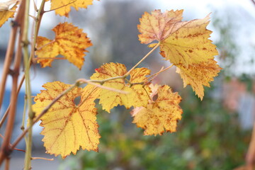 Grape leaves in autumn