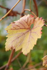 Grape leaves in autumn