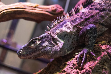 Lizard in the terrarium of the St. Petersburg Zoo