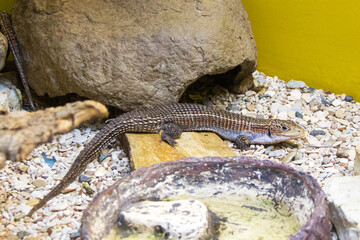 Lizard in the terrarium of the St. Petersburg Zoo