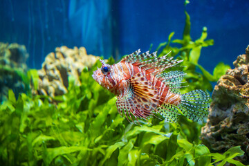 Lionfish in the aquarium of the St. Petersburg Zoo