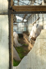 Greenhouse territory