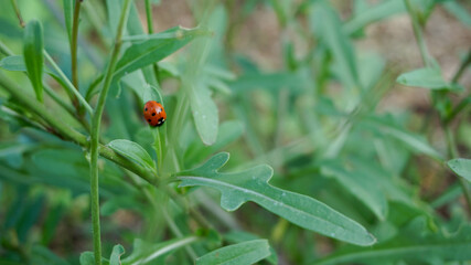 Ladybug on leaf