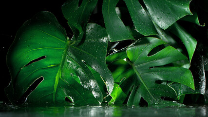 Green monstera leaves with water drops, black background.