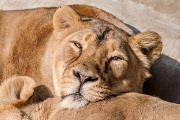 Asiatic Lioness (Panthera leo persica)