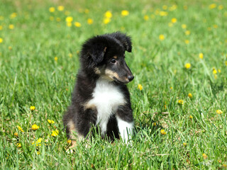 Tricolor shelty puppy  on the spring lawn