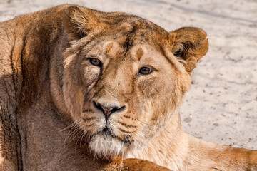 Asiatic Lioness (Panthera leo persica)