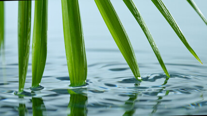 Fototapeta premium Super slow motion of water drop dripping from green palm leaves, spa and wellness background.
