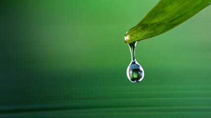 Super slow motion of water drop dripping from green palm leaves, spa and wellness background.