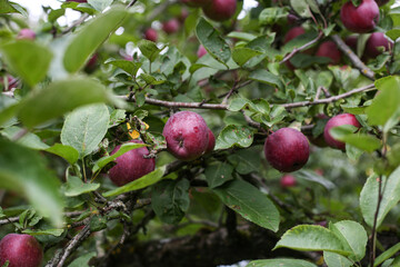 Close up detail photo of small red apples hanging in tree.
