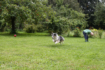 Obraz na płótnie Canvas Blue merle shetland sheepdog running.