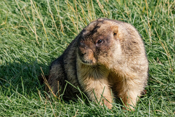 Bobak Marmot (Marmota bobak)