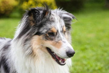 Close-up photo of smiling blue merle shetland sheepdog.